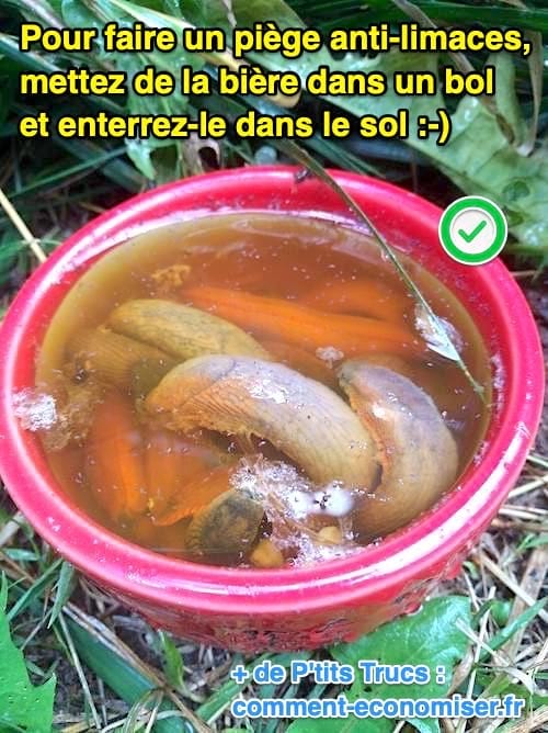 Un bol rouge avec de la bière dedans et des limaces attirés qui sont tombées dedans.