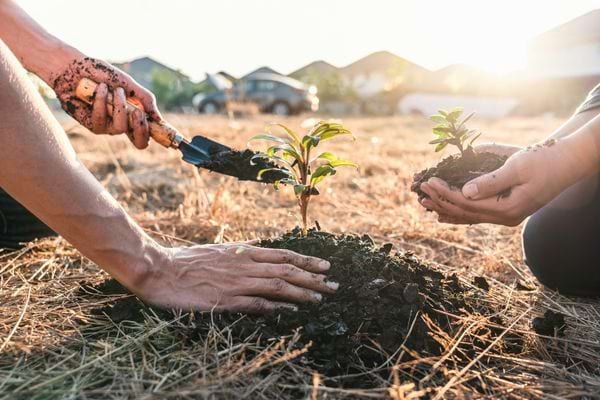 Deux personnes plantent un jeune arbre dans la terre.