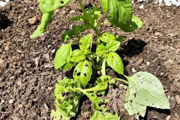Une plante dans la Terre avec des trous