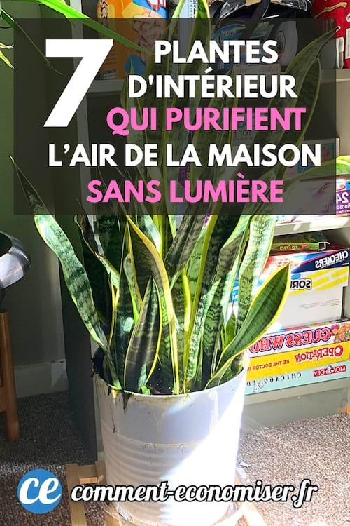 Une plante langue de belle-mère qui purifie l'air dans la maison sans lumière