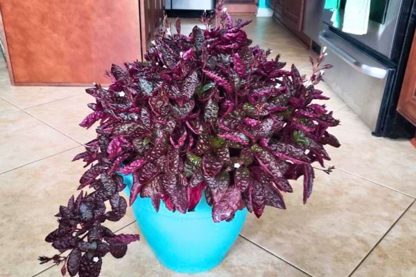 Plante pourpre à feuillage dense dans un pot bleu.