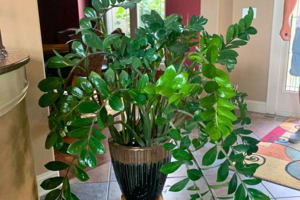 Un zamioculcas bien fourni aux feuilles vert foncé brillantes.