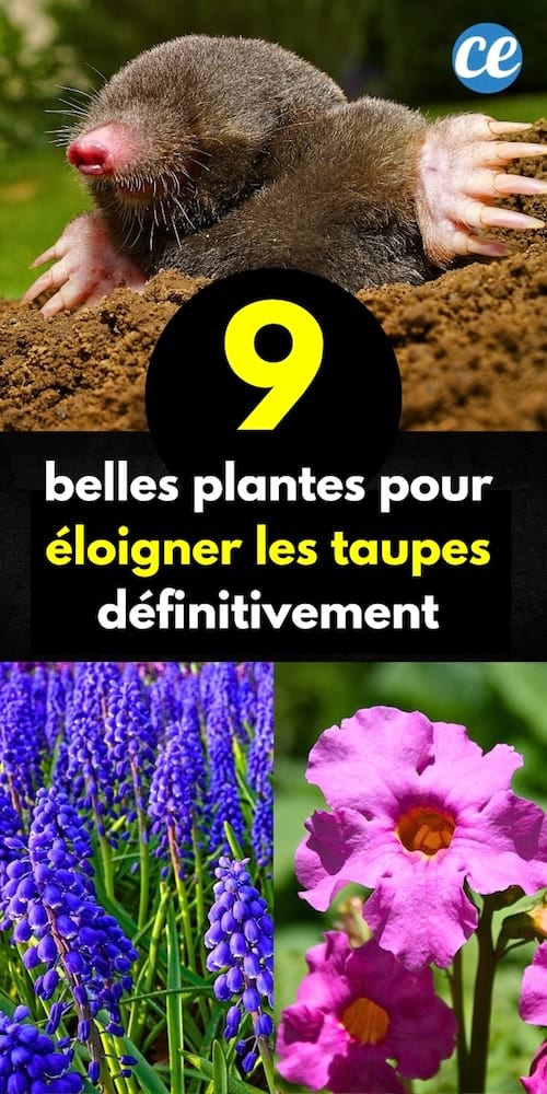 Une taupe qui est éloigné du jardin grâce à des plantes