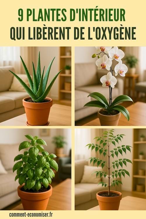  Quatre plantes d’intérieur en pot, dont un aloe vera, une orchidée blanche, un basilic et une plante verte dressée, toutes dans un salon lumineux.