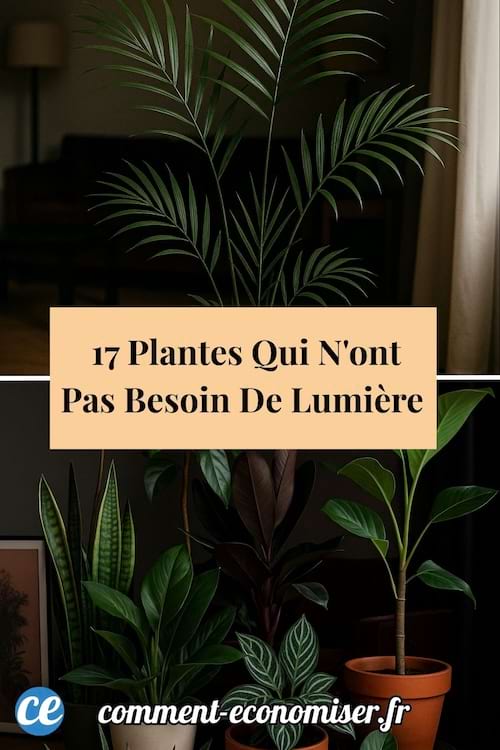 Différentes plantes vertes d’intérieur en pot dans une pièce peu éclairée avec rideaux.