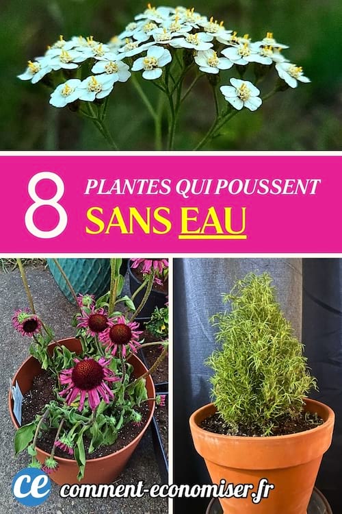 Fleurs blanches en haut, deux plantes en pot en bas dont une aux fleurs pourpres et l'autre du romarin.