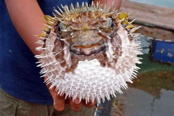 Poisson-globe gonflé tenu à deux mains.