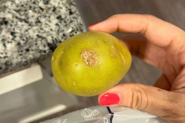 Pomme verte abîmée tenue par une main.