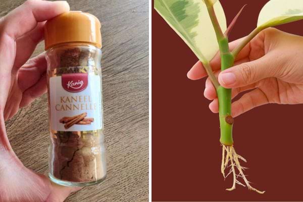 Pot de cannelle et bouture de plante en train d’enraciner.