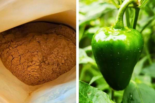 Poudre de cannelle à côté d’un poivron vert.