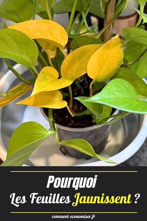 Plante en pot avec plusieurs feuilles devenues jaunes parmi des feuilles encore vertes, posée dans un récipient blanc.