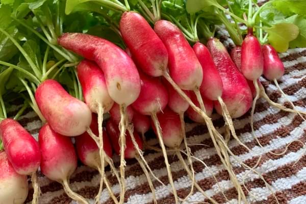 Radis roses allongés avec fanes fraîches.