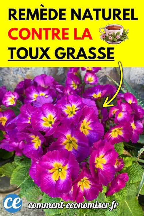 Des fleurs de primevère violettes et jaunes en pleine floraison dans un jardin.