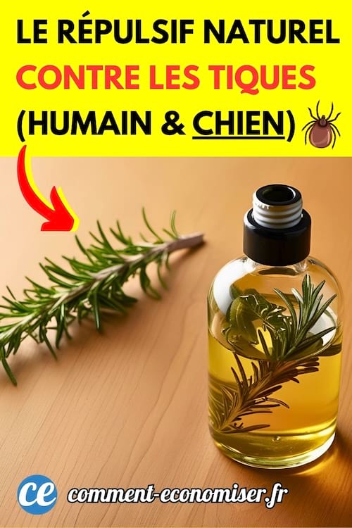 Du romarin dans un flacon pour éloigner les tiques