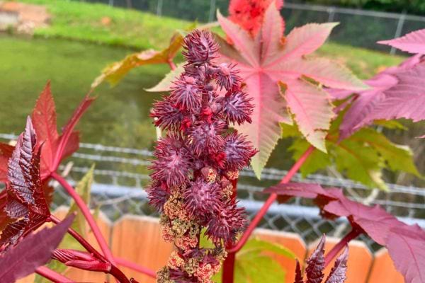 Grappes rouges de ricin au feuillage décoratif.