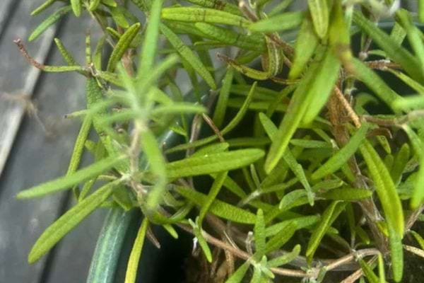 Pot de romarin aux tiges fines et feuillage vert.