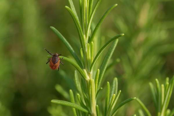 Une tique grimpe sur une tige de romarin.