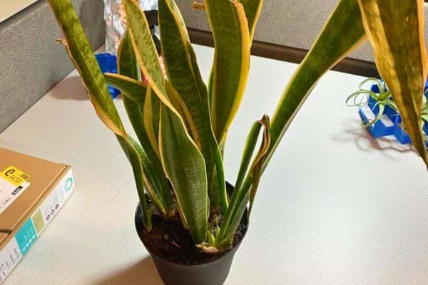 Sansevieria aux longues feuilles vertes bordées de jaune.