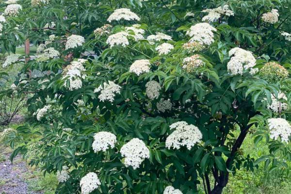 Buisson de sureau couvert de fleurs blanches.