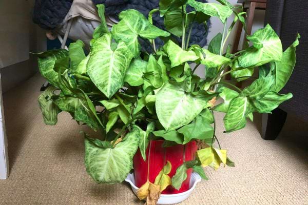 Un syngonium dans un pot rouge, avec quelques feuilles jaunies.