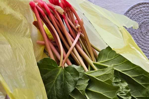 Tiges et feuilles fraîches de rhubarbe.