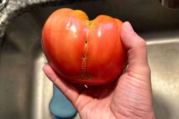 Grosse tomate fendue avec une cicatrice sombre verticale.
