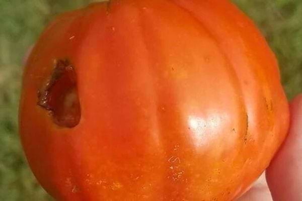 Tomate rouge avec un trou profond sur le côté.