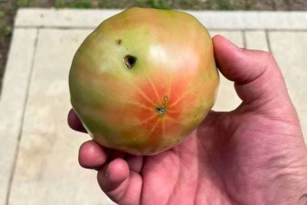 Tomate partiellement mûre avec deux trous noirs inquiétants.