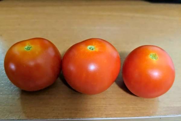 Trois tomates mûres posées sur une table.