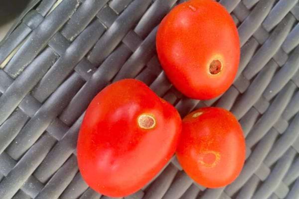 Trois tomates rouges avec des taches circulaires décolorées.