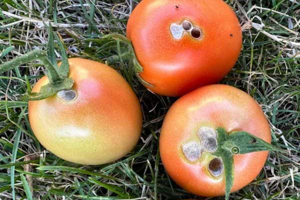 Trois tomates orange-rouge percées de plusieurs trous.