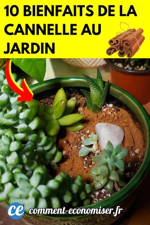 de la cannelle en poudre dans un pot de fleurs