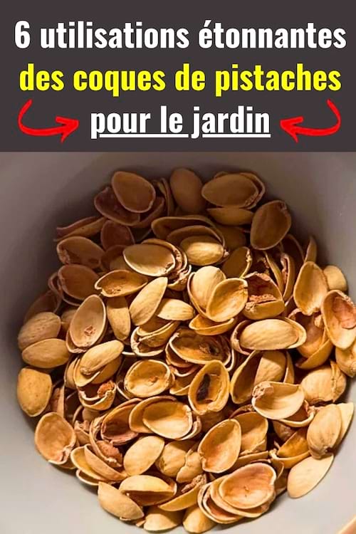 Des coques de pistache dans un bol qui vont être utilisées dans le jardin
