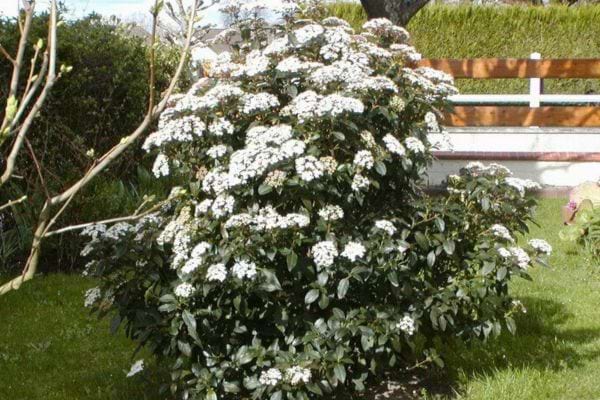 Arbuste fleuri planté dans un jardin près d’un banc.