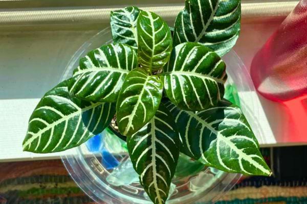 Une plante zébrée aux feuilles vertes et nervures blanches.