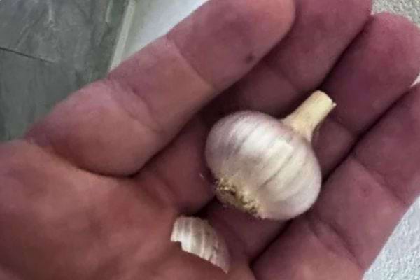 Gousse d’ail entière tenue dans la main.