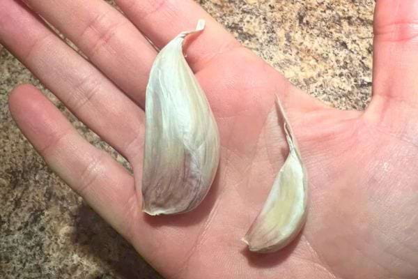 Deux gousses d’ail sec de tailles différentes sur une main.