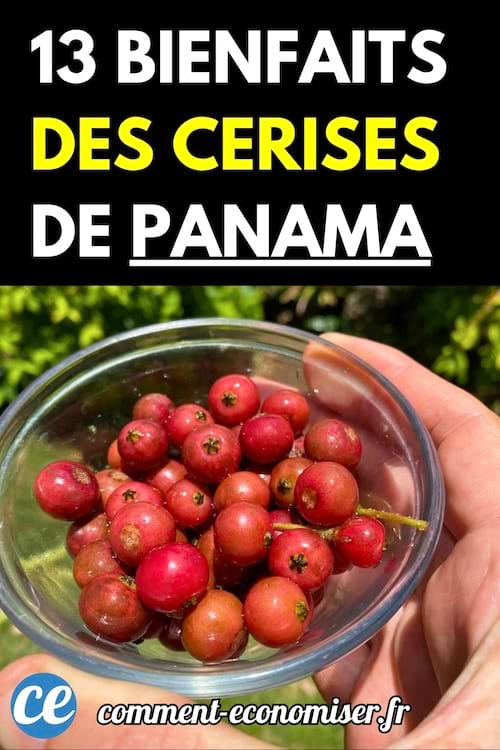 Un bol transparent rempli de petites cerises rouges tenu à la main.