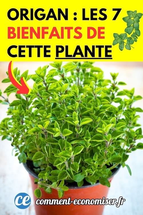 De l'origan dans un pot de fleurs qui a plein de bienfaits pour la santé