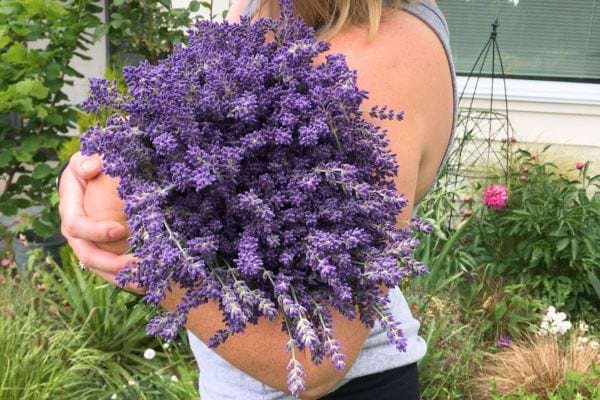 Bouquet de lavande violette tenu dans les bras, fraîchement cueilli du jardin.