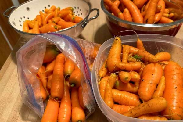 Carottes fraîches dans différents récipients.