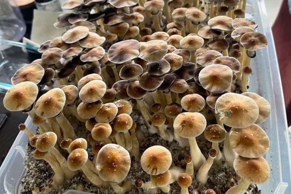 Champignons cultivés serrés dans un bac.