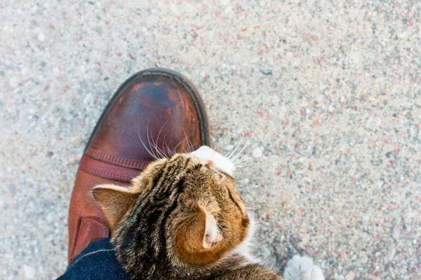 Un chat se frotte contre une chaussure marron sur un sol extérieur.