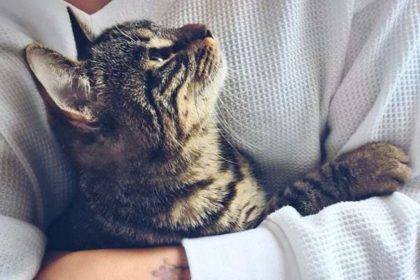 Un chat tigré repose dans les bras d’une personne habillée en blanc, le regard levé.