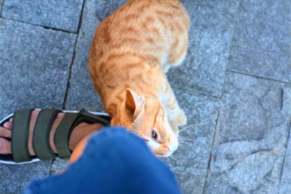 Un chat roux se frotte contre la jambe d’une personne en sandales sur un sol en pierre.