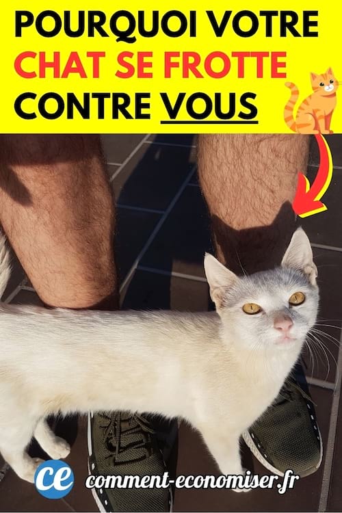 Un chat blanc qui se frotte contre les jambes de son maître