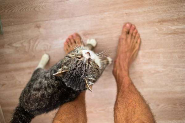 Un chat se frotte tendrement aux jambes nues d’un homme debout sur un parquet.
