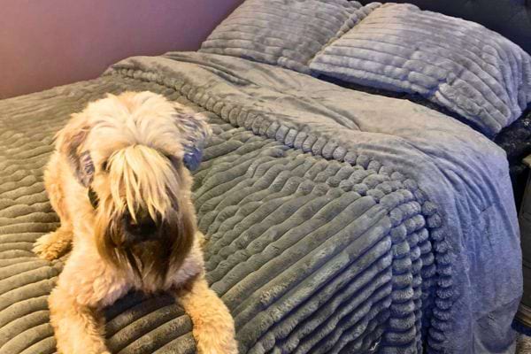 Chien couché sur un lit recouvert d’une couverture grise.