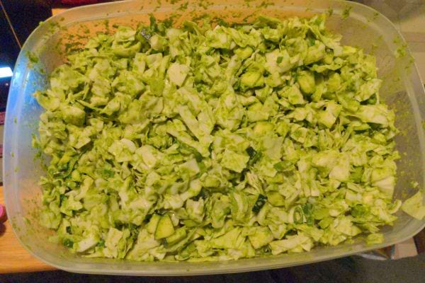 Chou vert haché dans un grand récipient en plastique.