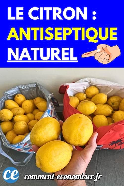 Main tenant trois citrons jaunes devant deux sacs remplis de citrons.